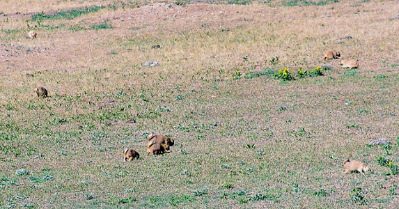 [A more distance view of nearly 10 prairie dogs running across the grass.]